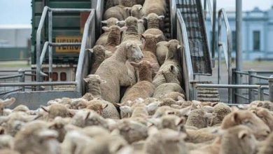 الأضاحي المستوردة تُطرح في السوق بداية من الأسبوع المقبل عبر 800 نقطة بيع موزعة على 58 ولاية