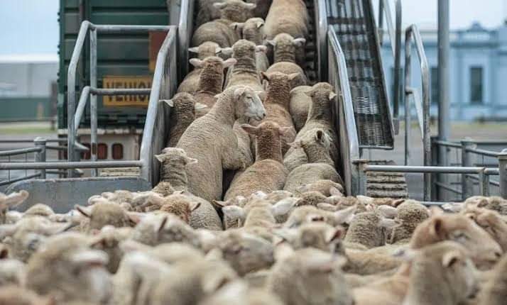 الأضاحي المستوردة تُطرح في السوق بداية من الأسبوع المقبل عبر 800 نقطة بيع موزعة على 58 ولاية